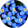 SAS MYOSOTIS